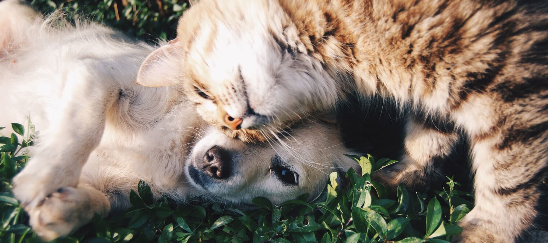 A dog and a cat, the kind of patients Venice Animal Clinic sees every day